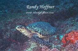  A Turtle Poised.jpg